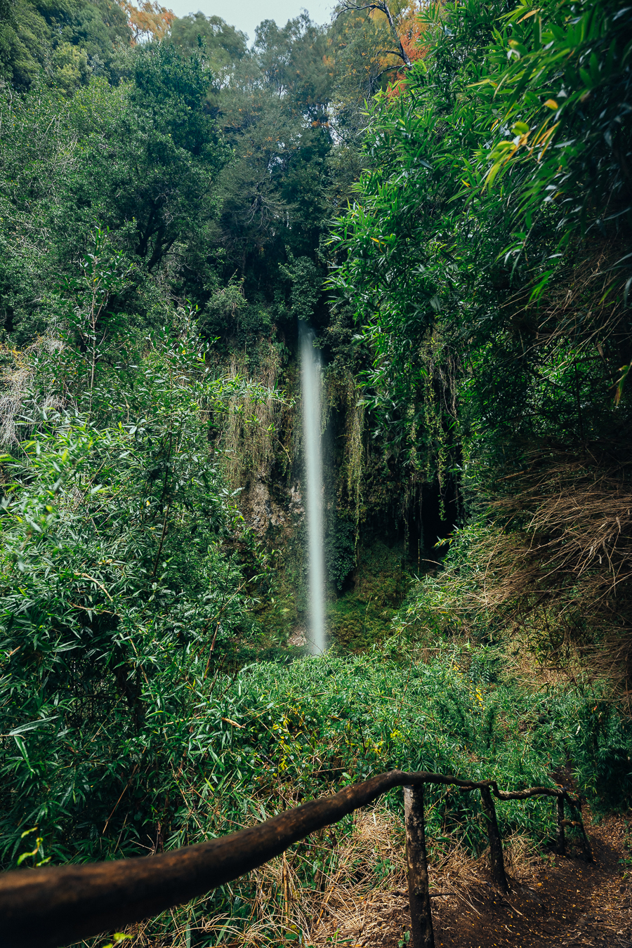 Cascada lejana en bosque denso